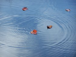 Pond ripple NH.JPG