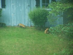 Backyard visitors  MA 2.JPG