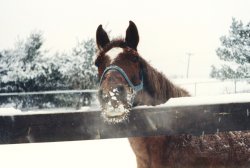 Snow on horse.jpg