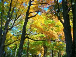 fall - fav 4.JPG