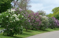 Lilacs at Arnold Arboretum  Boston MA 2.JPG
