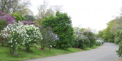 Lilacs at Arnold Arboretum  Boston, MA.JPG