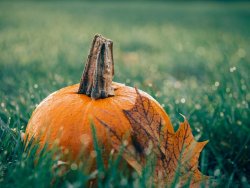 pumpkin-1030817__480.jpg