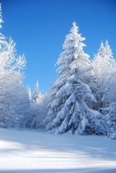 winter 9.jpg