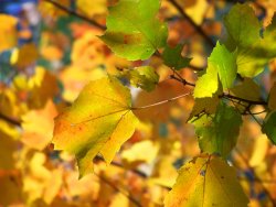 Autumn Glory  Bradford, NH.JPG