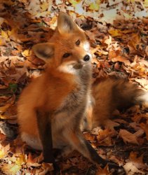 A1F69005-61BE-4B2F-AFD7-4855FAAFB8D6.jpeg
