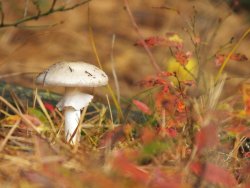 DSCF6113.JPG