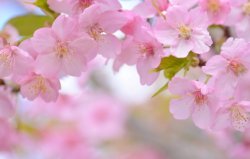 spring - apple blossoms.jpg