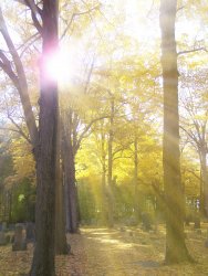 fall - fav 6.jpg