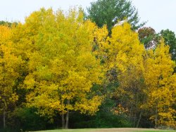 DSCF7701.JPG