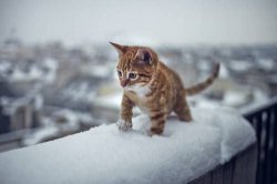 snow 2.jpg