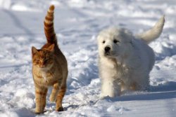 snow 3.jpg