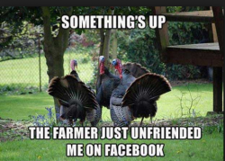 Happy-Thanksgiving-Memes.png