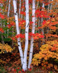 fall - birch 1a.jpg