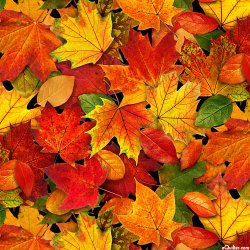 foliage 62.jpg