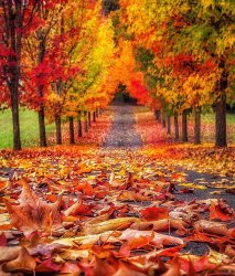 autumn 54.jpg