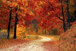 foliage 61.jpg
