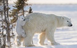 bear---facebook-and-storysize_647_012816013440.jpg