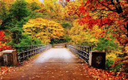 foliage - internet 5.jpg