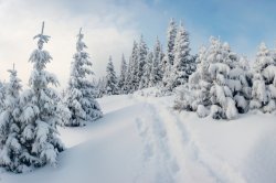 snow 9.jpg