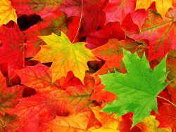 foliage - internet 2.jpg