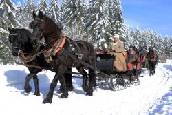sleigh.jpg