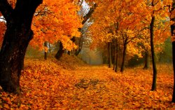 foliage - internet 1.jpg