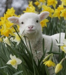 springt 2.jpg