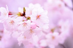 cherry blossoms 2.jpg