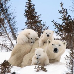 polar.jpg