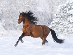 Horse-on-the-snow.jpg