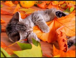 meow (2).jpg