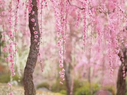 cherry tree.jpg