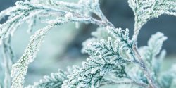 winter-snoeien.jpg