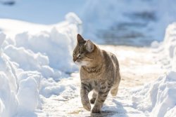 canva-cat-in-snow-MACHUYeLceQ.jpg
