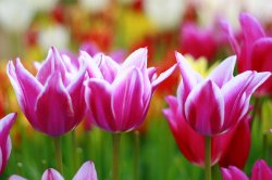 springtime-tulips-at-wooden-shoe-tulip-farms-margaret-hood.jpg
