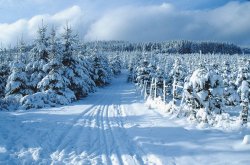 Winter03.jpg