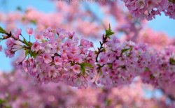 cherry.jpg