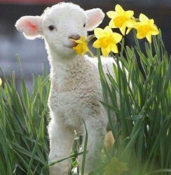 springt 3.jpg
