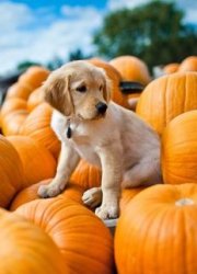 24fefb893d8390be2e1ee1c0f1bbfc92--cute-labrador-puppies-golden-retriever-puppies.jpg