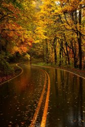 Yellow-Leaf-Road-North-Carolina.jpg