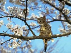 catintree.jpg