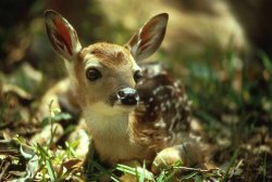 step_2_-_deer-58f7ceb53df78ca15989f7f5.jpg