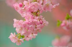 cherry2.jpg