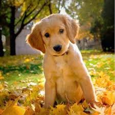 woof1.jpg