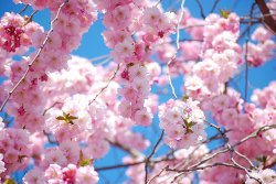 why_so_japan_hanami_cherry_blossom_spring_03.jpg