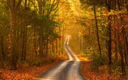 autumn-forest-road-scenery-1.jpg