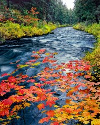 Metolius-River.jpg