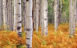 birch-thefts.jpg