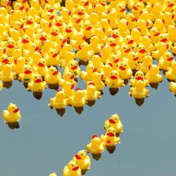 rub Duck-race.jpg